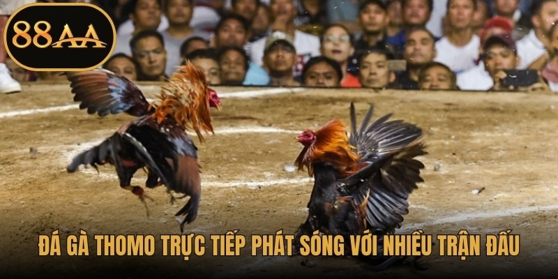 Đá gà Thomo trực tiếp phát sóng với nhiều trận đấu hấp dẫn