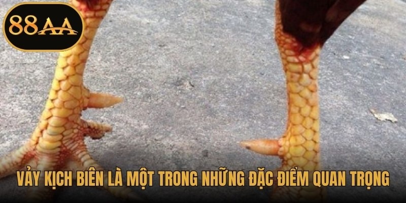 Vảy kịch biên là một trong những đặc điểm quan trọng khi đánh giá chiến kê tốt